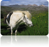Fauna de Islandia - caballo Caballo islandés
