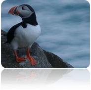 frailecillo - Lundi Fauna de Islandia - frailecillo