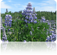 flora en Reykjav&iacute;k