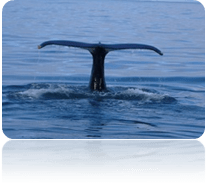 ballena en Húsavík avistamiento de ballenas en Islandia