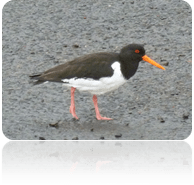 p&aacute;jaro en primavera