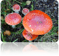 flora en Islandia