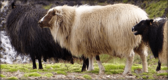 trekking en el este de Islandia 