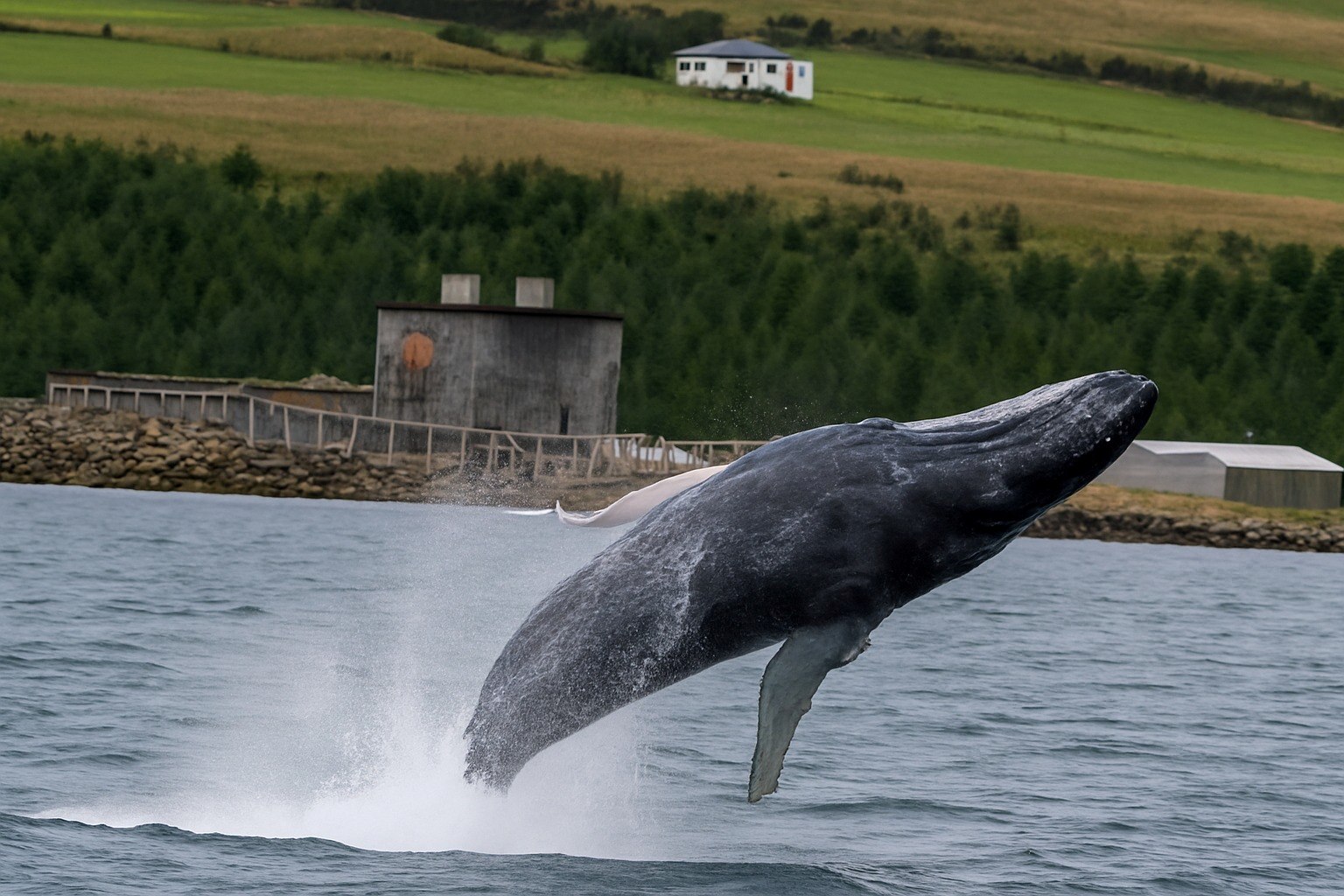 ballenas-akureyri-islandia