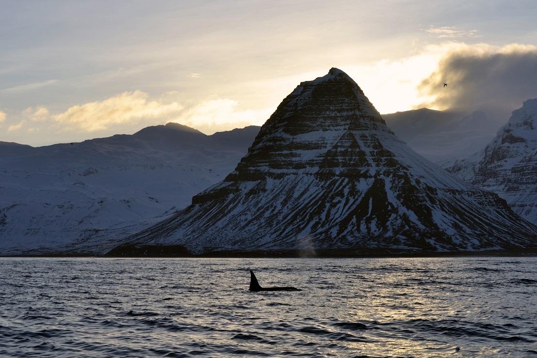 Avistamiento de ballenas en Grundarfjordur