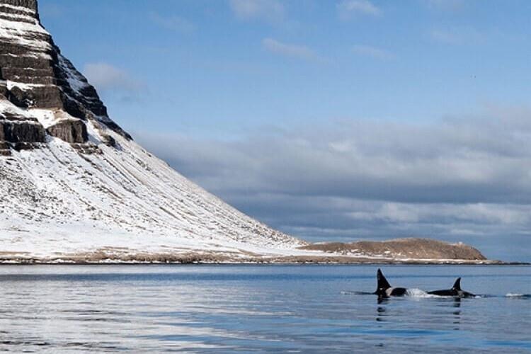 Avistamiento de ballenas en olafsvik islandia