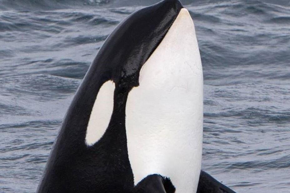 Avistamiento de ballenas en Ólafsvík