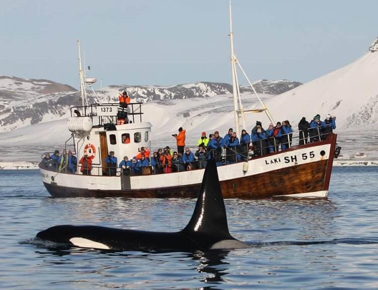 excursion avistamiento de ballenas Olafsvik