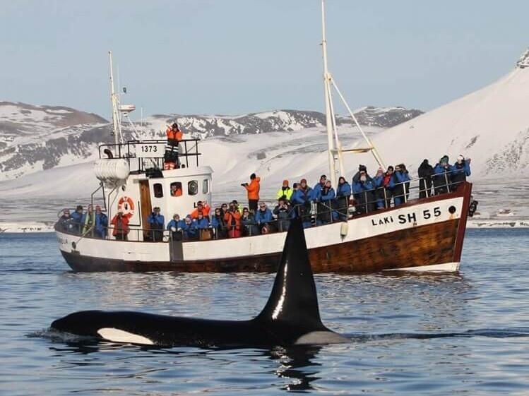 Excursión de avistamiento de ballenas en Ólafsvík