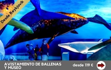 avistamiento-de-ballenas-y-museo avistamiento-de-ballenas-y-museo