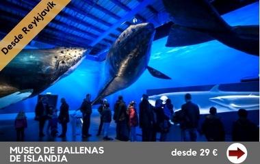 museo-de-ballenas-de-islandia museo-de-ballenas-de-islandia