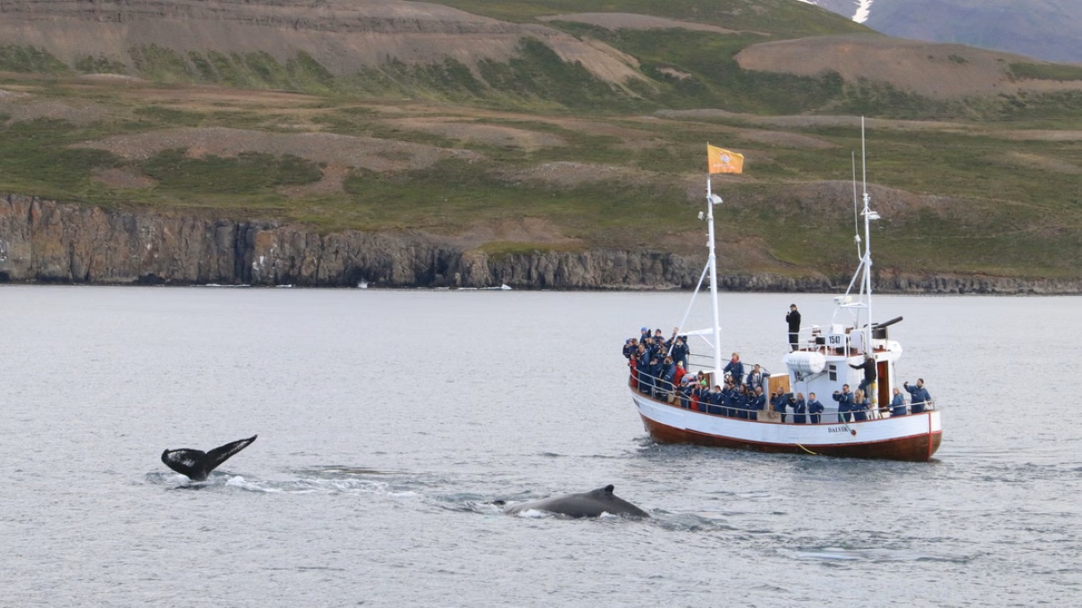 myvatn-whales-tour-6-days-arround-iceland