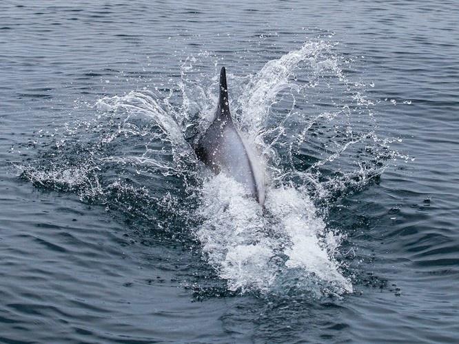 Ballena en el norte de Islandia