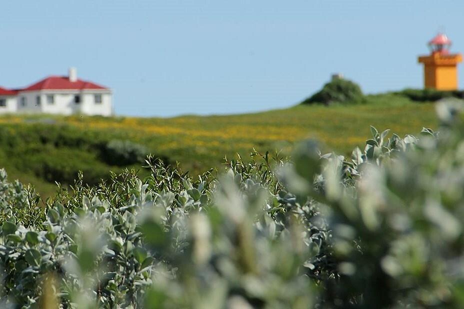 Excursión a la isla de Flatey
