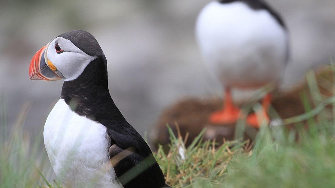 Frailecillo en la isla Flatey, norte de Islandia