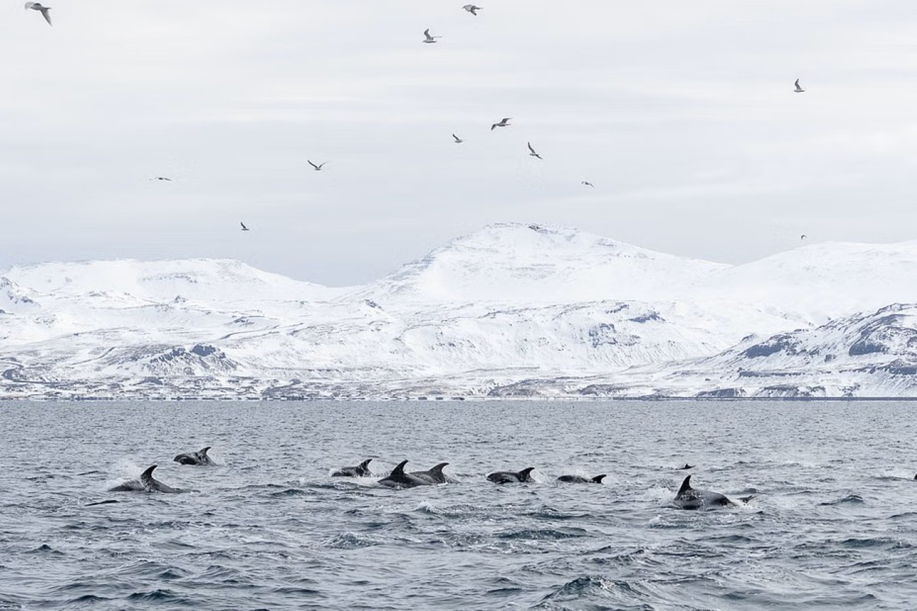 whale-watching-grundarfjordur