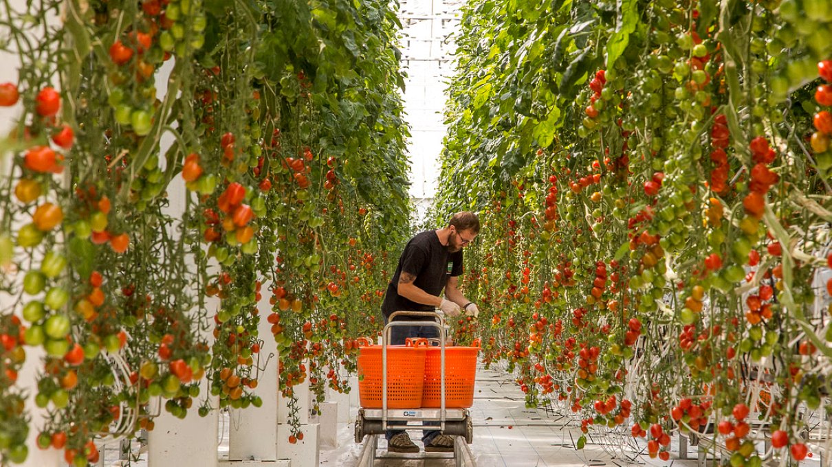 Fridheimar-tomato-farm-iceland