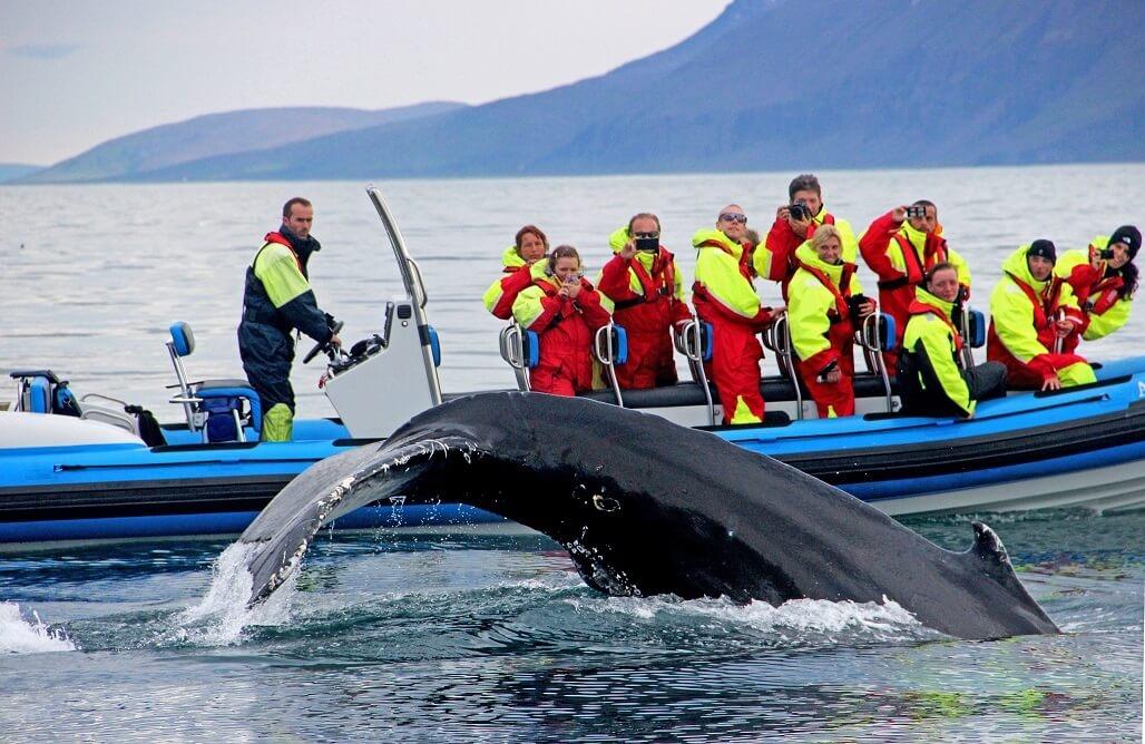 Ballenas en zodiac en Húsavík