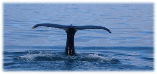 Whale watching in Husavik with trip to Puffin Island