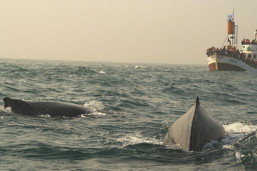 Cómo ver las ballenas en Islandia
