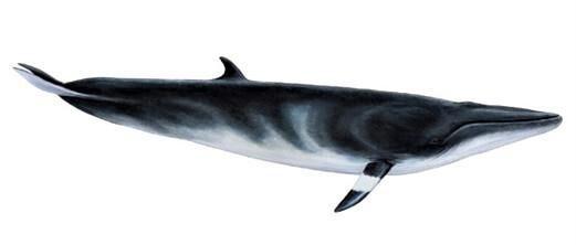 La ballena Minke es una de las ballenas más comunes en Islandia