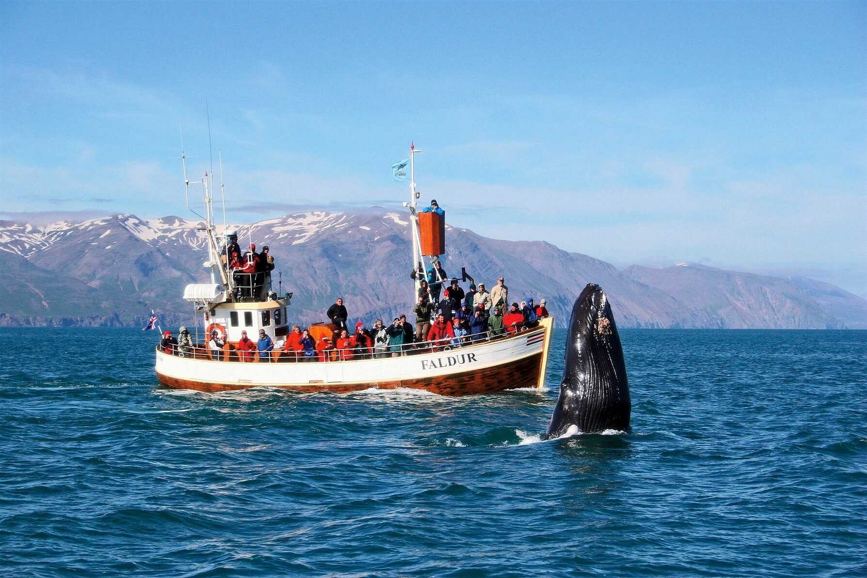 Ballena en el mar de Húsavík, norte de Islandia