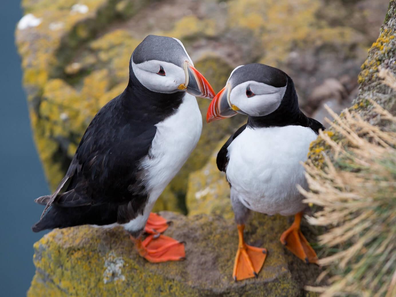Puffin Puffin en la isla Grímsey