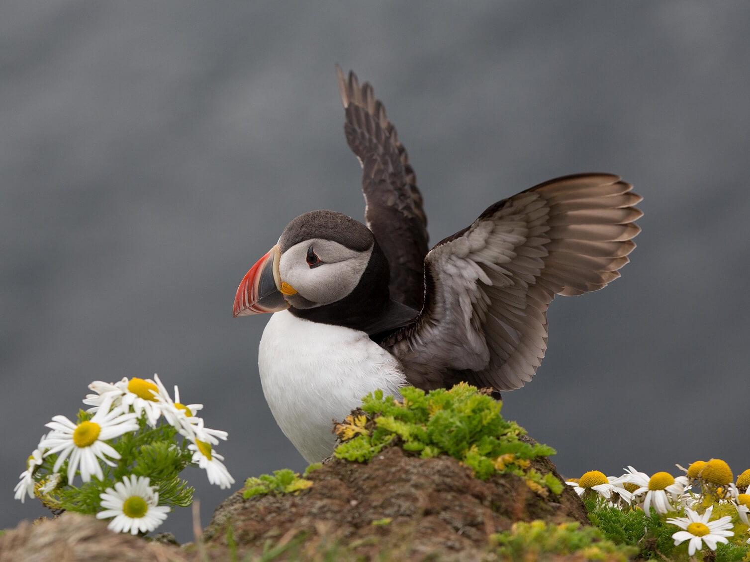 frailecillo en Islandia