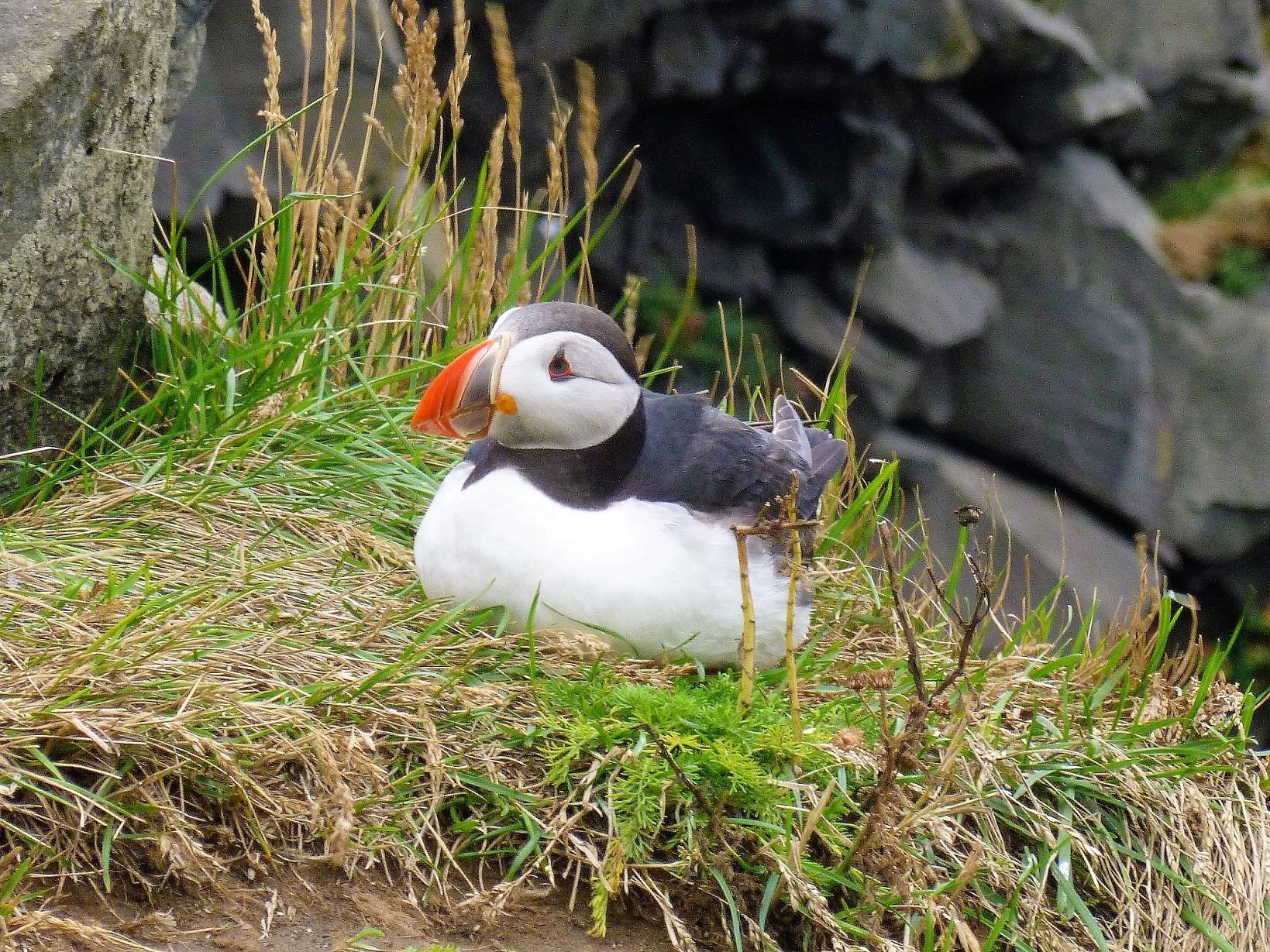 iconos Islandia frailecillo