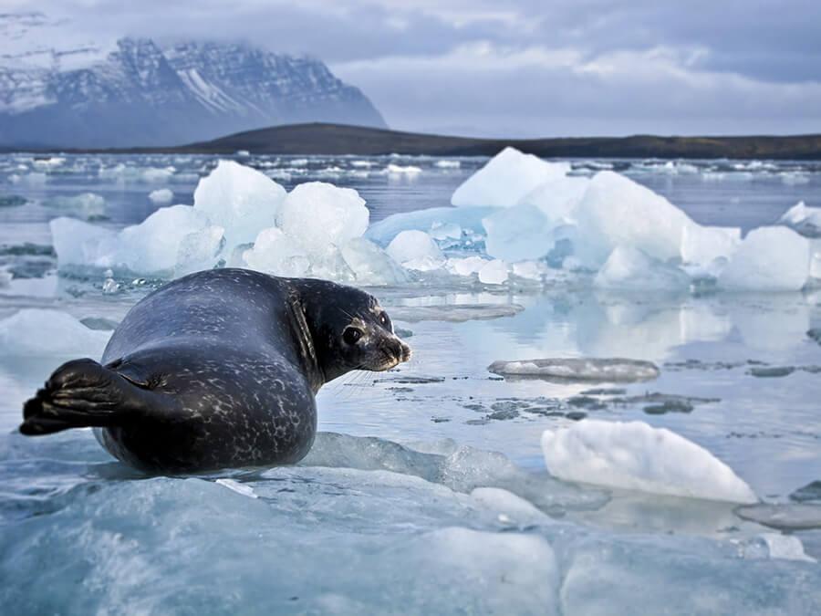 Laguna glaciar Jokulsarlon en Islandia