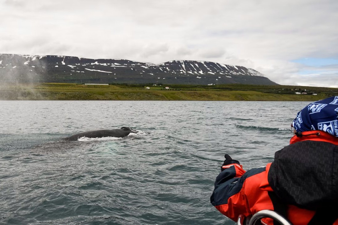 lancha-rapida-ballenas-akureyri