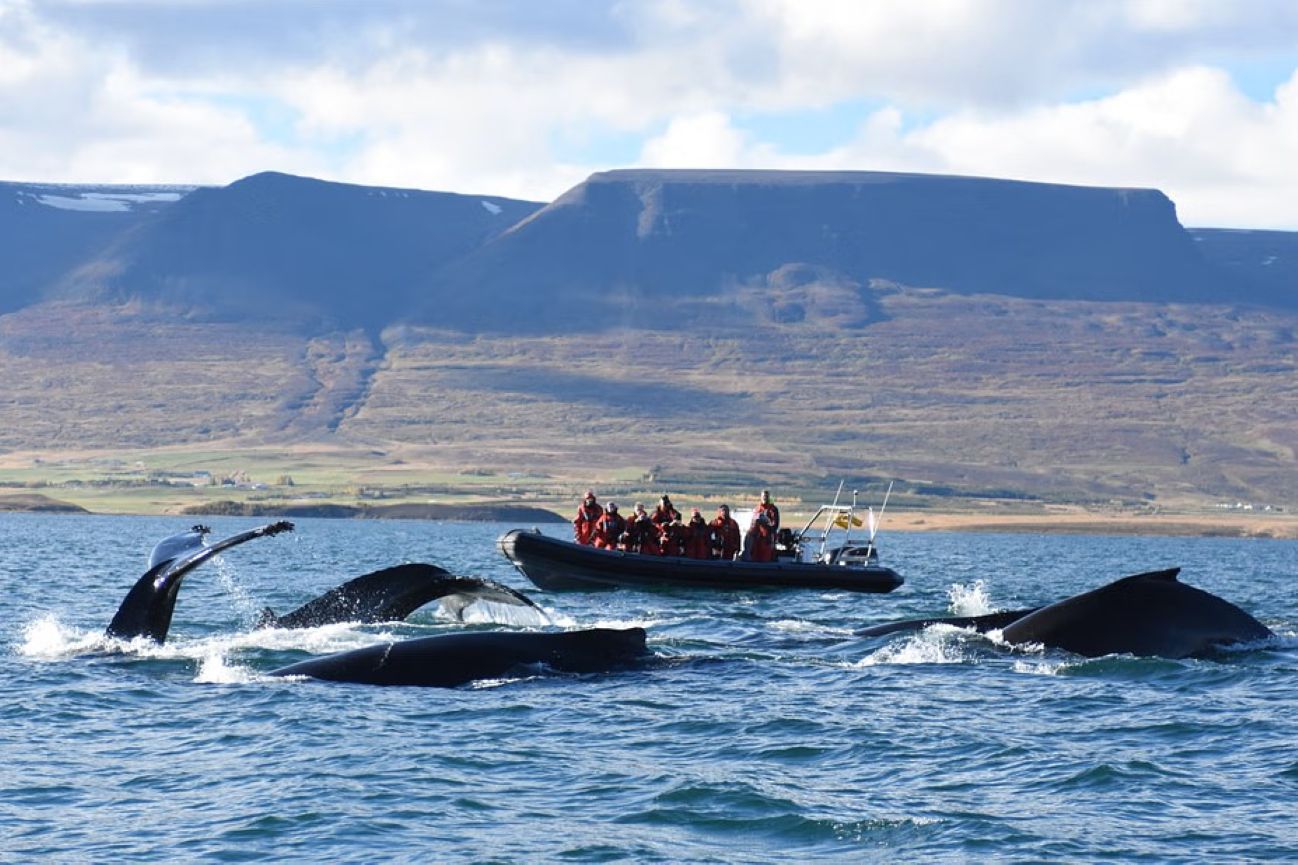 aventura-lancha-ballenas-akureyri