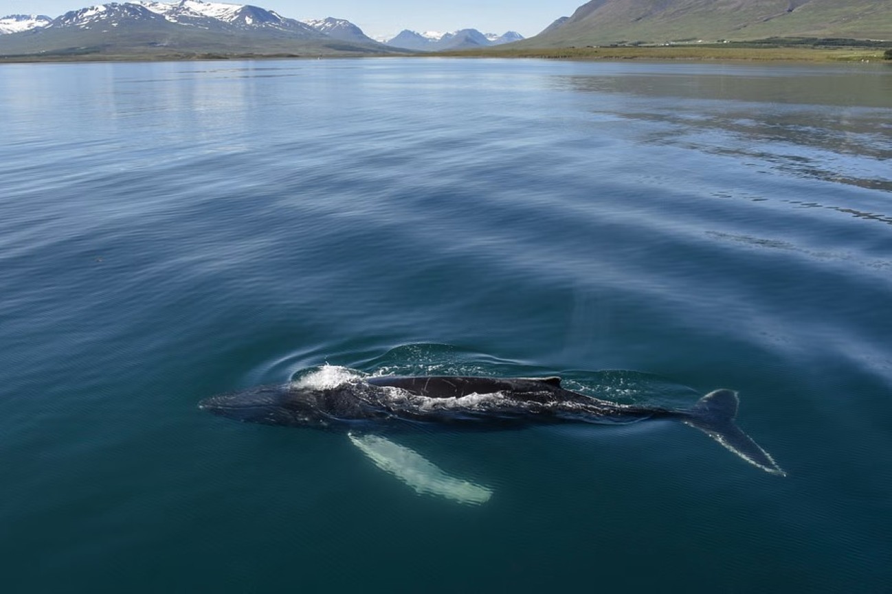 avistamiento-ballenas-akureyri-barco-clasico