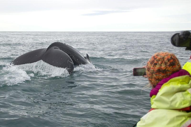 ballena desde lancha rápida