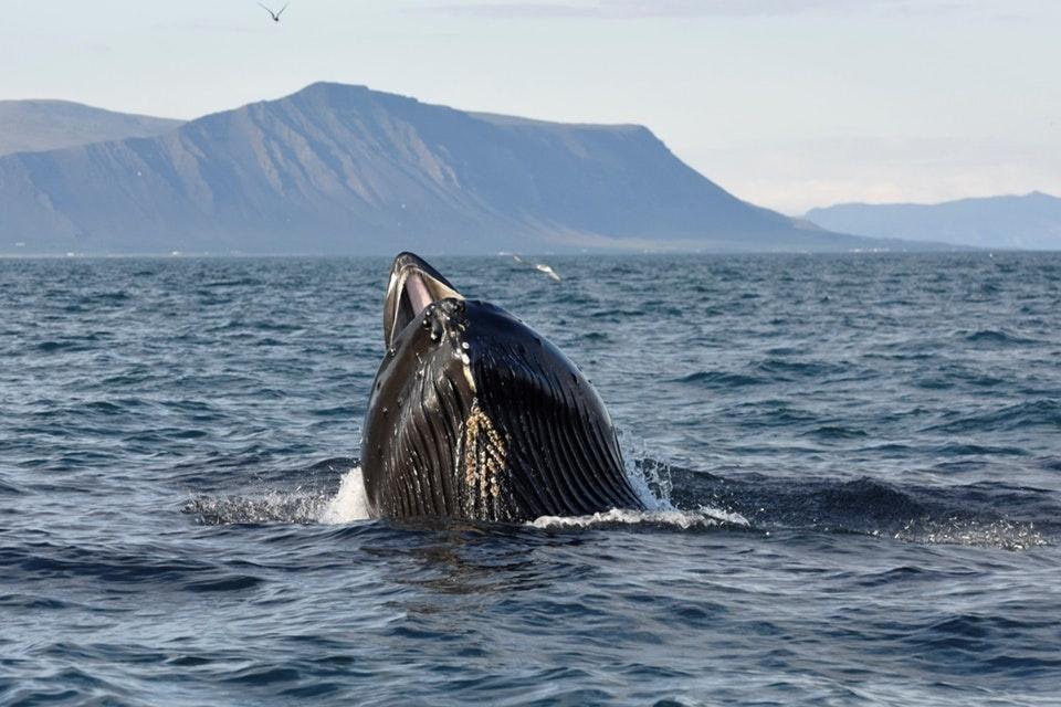 Whale in the fjord of Akureyri