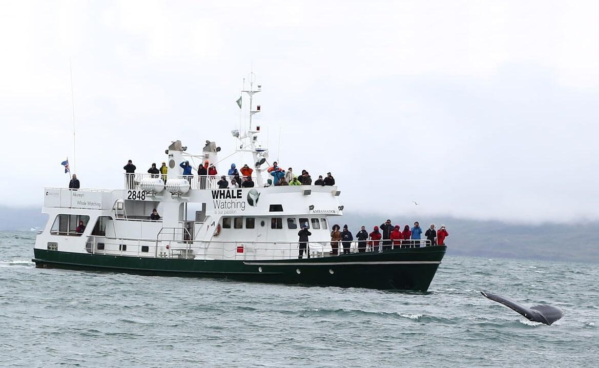 Whale watching in Akureyri, north of Iceland