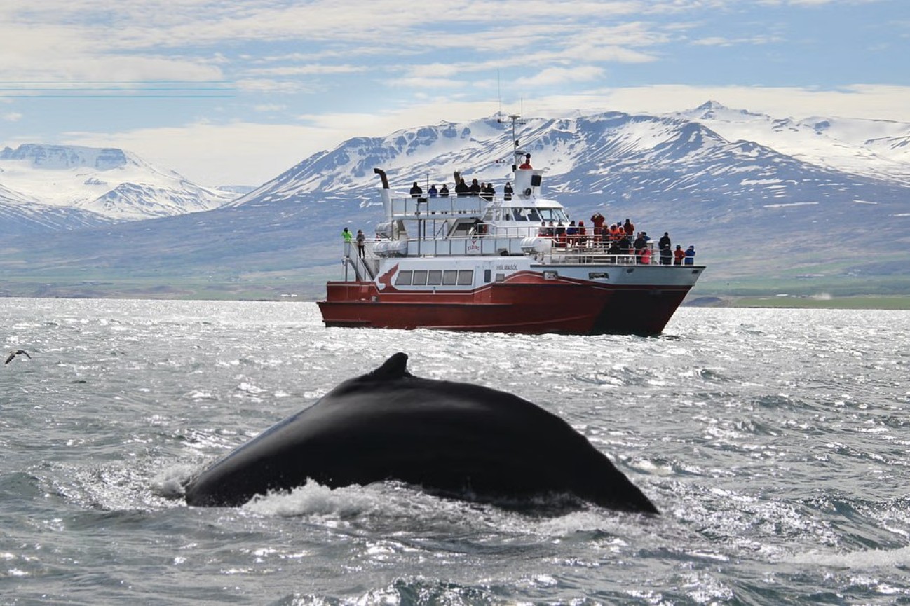 safari-marino-ballenas-akureyri