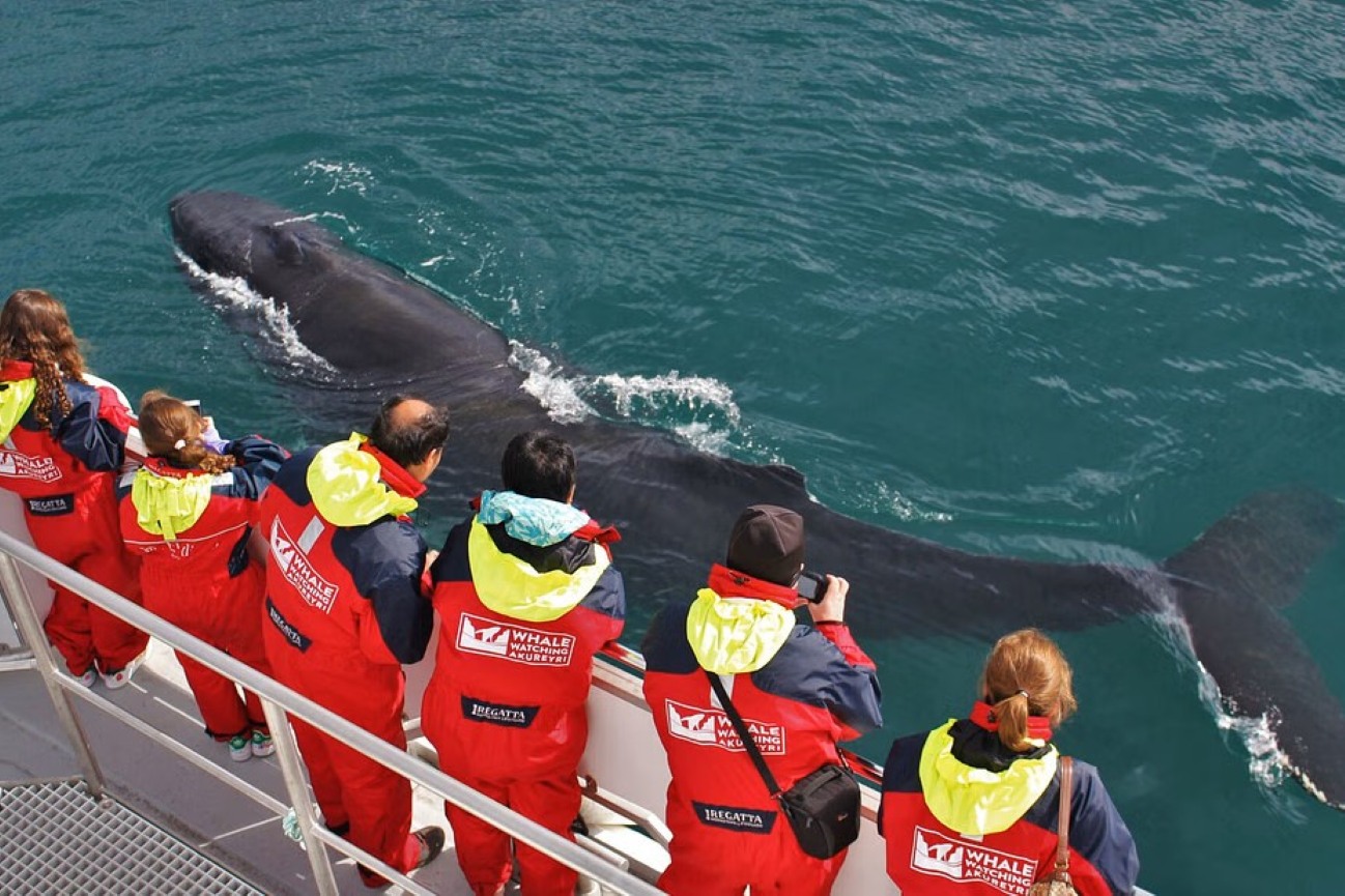 tour-ballenas-akureyri-islandia-clasico