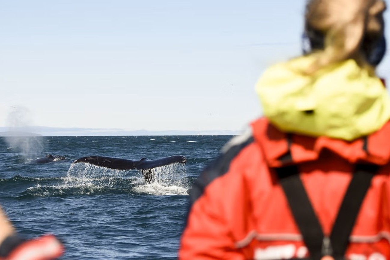 tour-ballenas-lancha-rapida-akureyri
