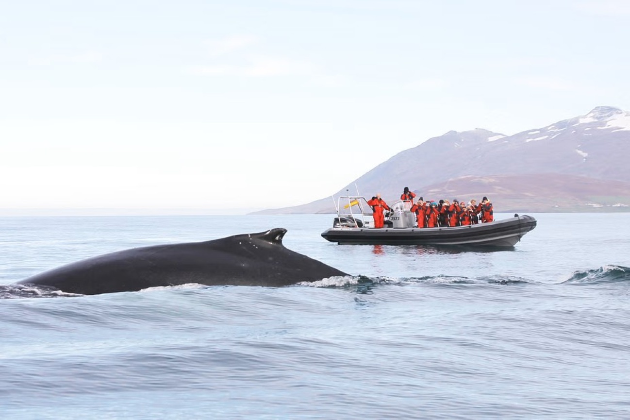 avistamiento-cetaceos-akureyri-islandia