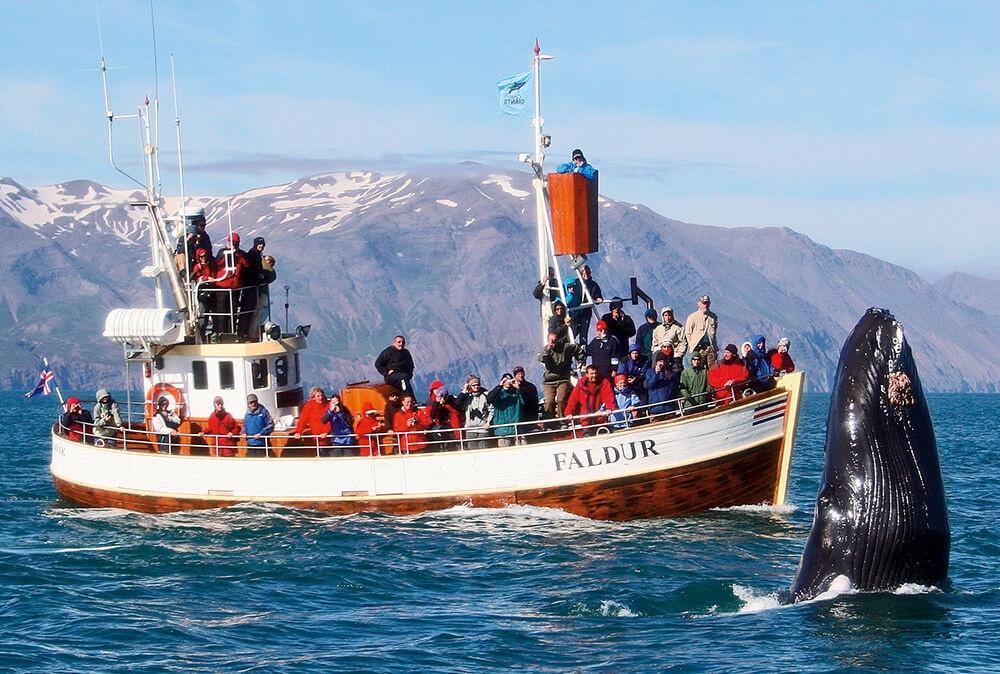 BALLENAS EN BARCO CLÁSICO