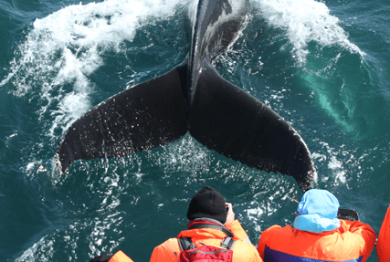 Whale watching Husavik