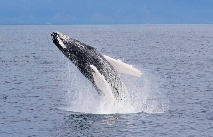 Excursión de vistamiento de ballenas el en barco desde Reykjavík