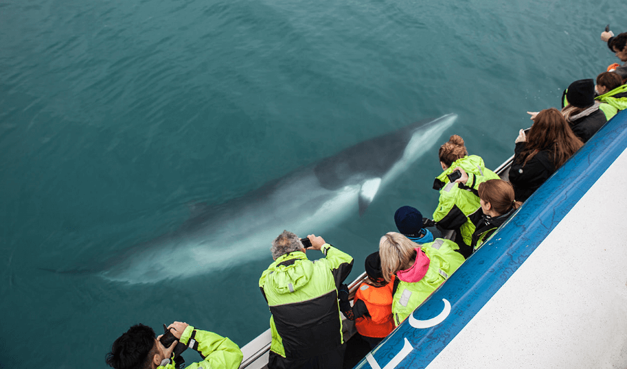 Avistamiento de ballenas desde Reykjavik