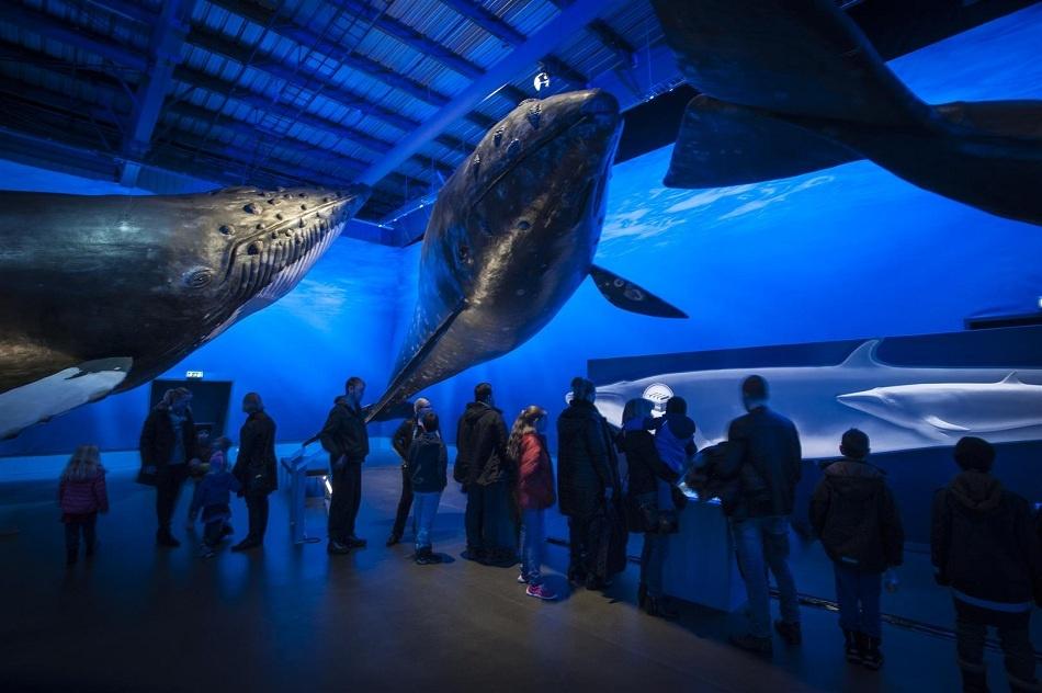 Museo de ballenas en Islandia