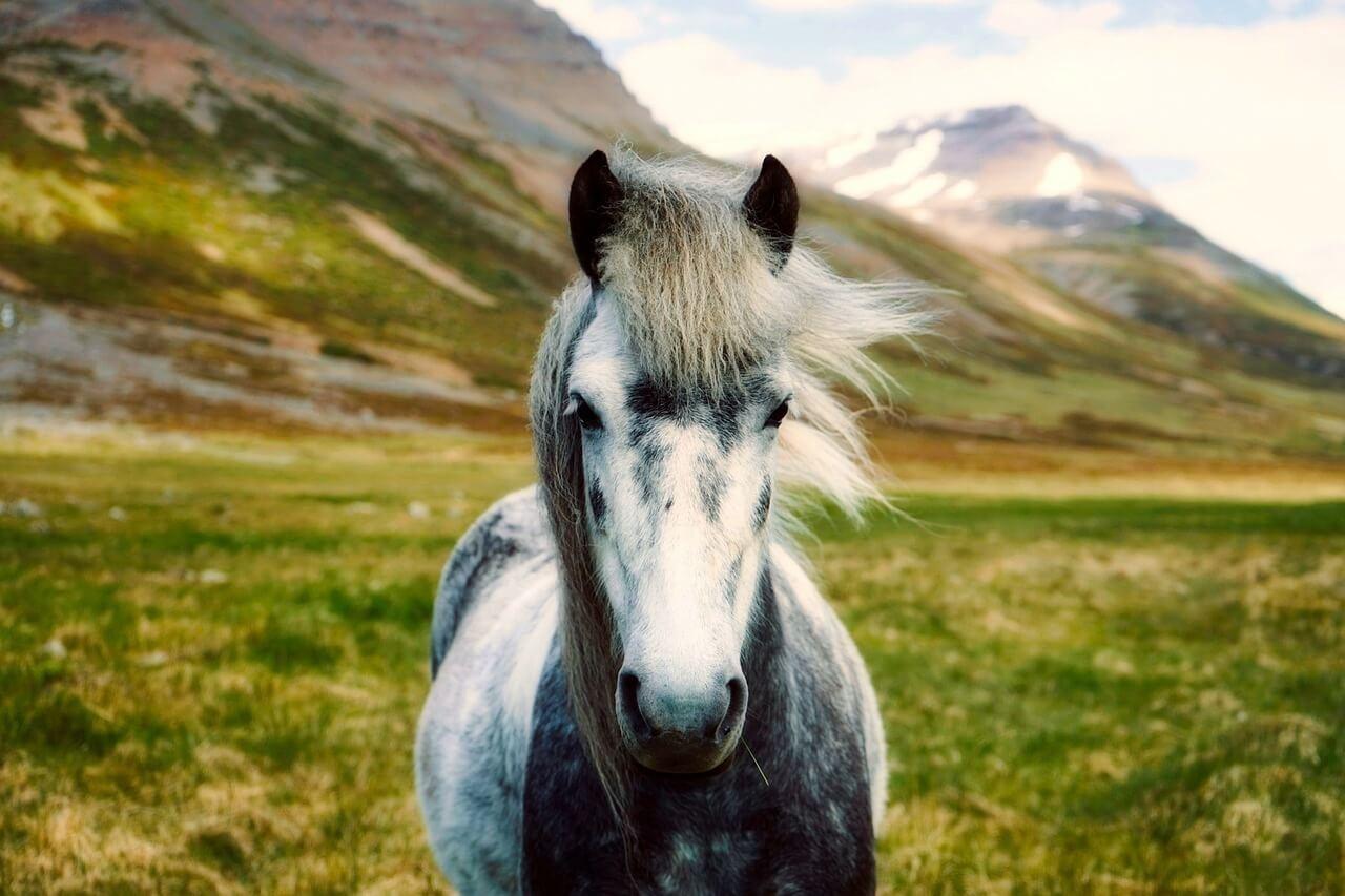 caballo en Islandia excursión