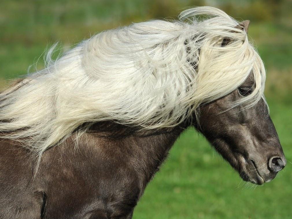 Caballo de Islandia