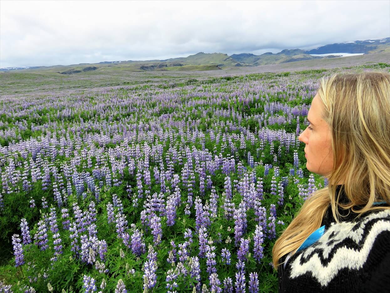 costa sur de islandia lupina arctica