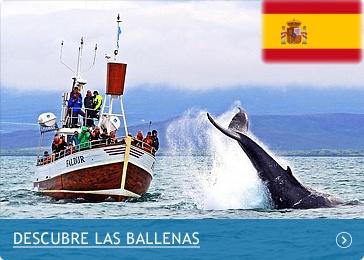 excurison-ballenas-islandia excursión ballenas en Islandia