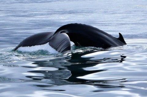 Ballena durante la excursión de avistamiento de ballenas en Islandia.